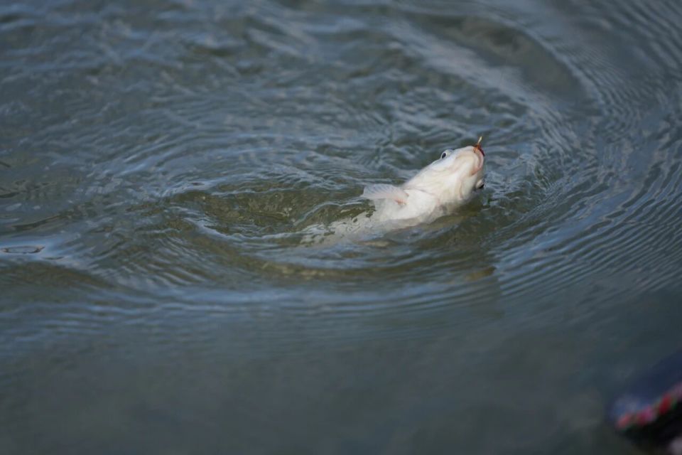 RdLnz, SyDBr, dMaSJ RdLnz, SyDBr, dMaSJ